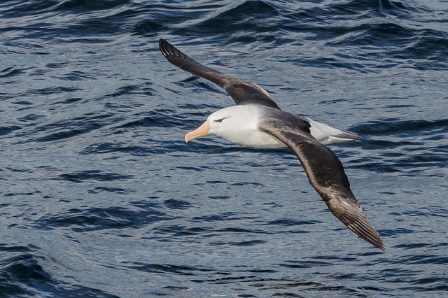 When the albatross bird had a crash landing!  watch video