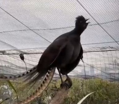 When the bird started crying like a child in the zoo, watch funny video