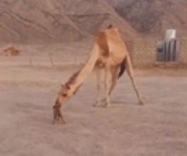 When the camel kissed the barking dog, the video went viral on social media