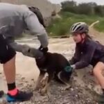When the plastic bottle got stuck in the dog's head, the cyclists passing through the road did the rescue like this