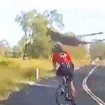 When the woman fell face-down due to the collision of a kangaroo on the middle road, the video went viral