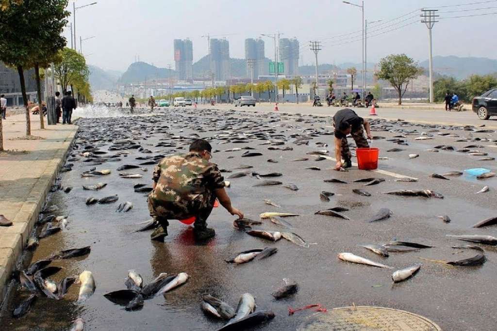 Believe it or not: Fish rain from the sky in this country, know the full story behind it