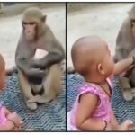 When the fight between the girl and the monkey happened for the mobile, watch the funny video