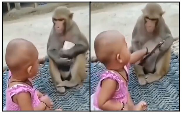When the fight between the girl and the monkey happened for the mobile, watch the funny video