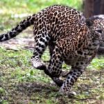 Rare pink leopard spotted for the first time in Rajasthan's Pali