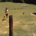 Had to have fun with the hen The child was rushed by the heavy, angry hen;  video went viral