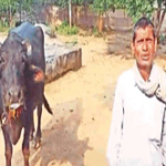 Madhya Pradesh: Buffalo is not giving milk for two days, then this person reached the police station
