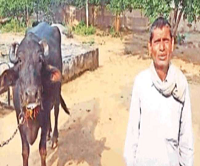 Madhya Pradesh: Buffalo is not giving milk for two days, then this person reached the police station
