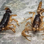 The terror of poisonous scorpions is overshadowed in this country, know the full story