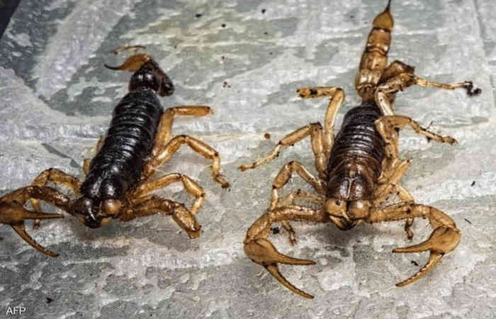The terror of poisonous scorpions is overshadowed in this country, know the full story