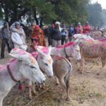 Madhya Pradesh: Kangana and Aryan sold in Ujjain fair, vaccine also got buyers