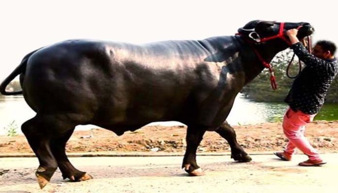Rajasthan: Weight 15 hundred kilos, worth 24 crores, know the story of this buffalo which needs cashew almonds everyday