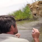Seven years ago, the lioness did something like this with the person who saved the life, people were surprised, the video went viral