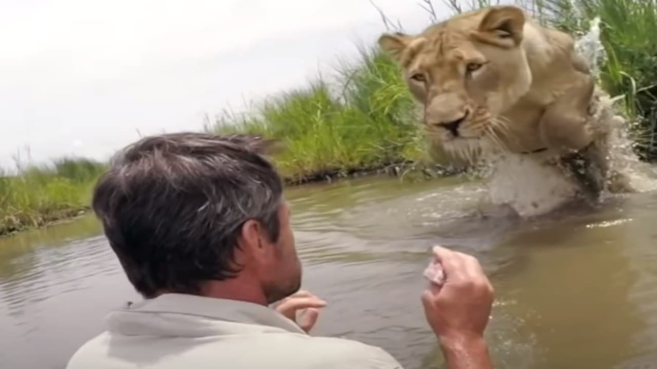 Seven years ago, the lioness did something like this with the person who saved the life, people were surprised, the video went viral