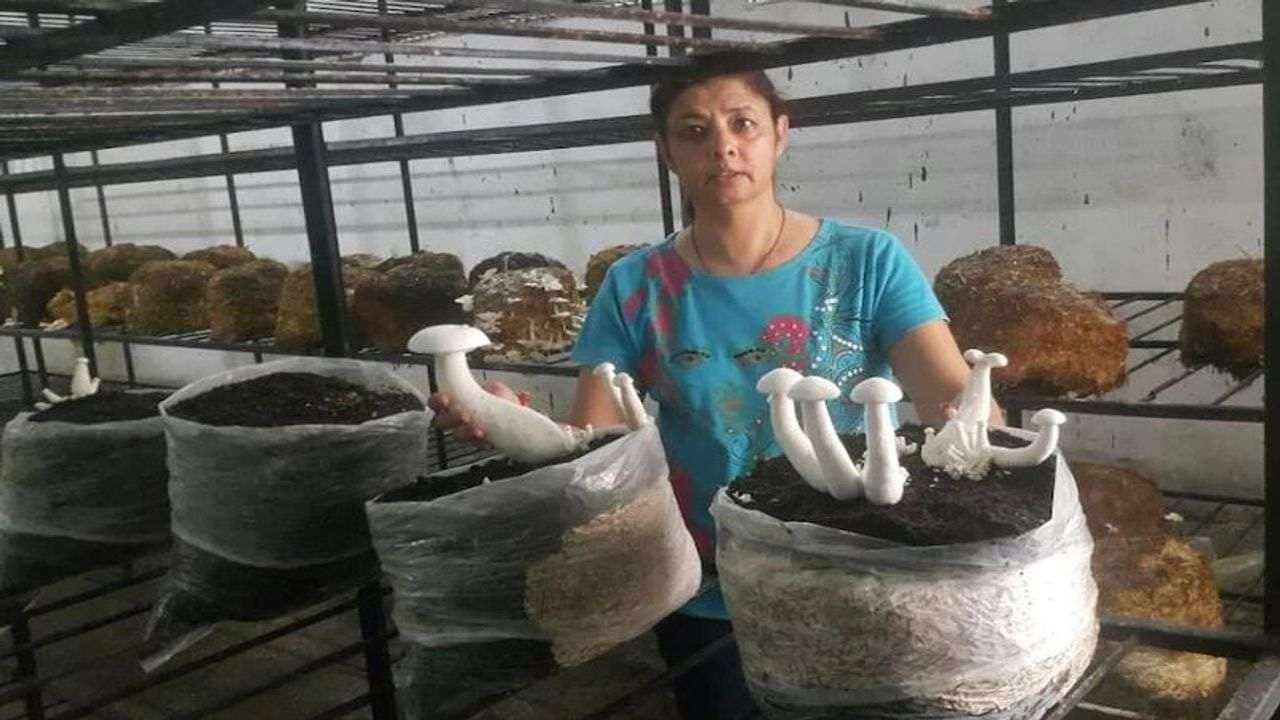 Started with a small hut, today this woman makes a profit of 1.5 crore annually by cultivating mushrooms