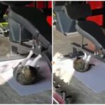 Viral Video: Cat got henna fever, sweating in gym, watch video