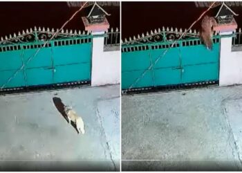 Viral Video: Leopard entered the house underfoot, hunted the dog in the blink of an eye