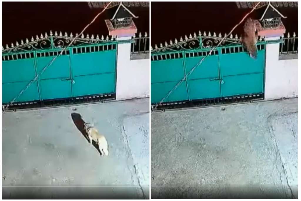 Viral Video: Leopard entered the house underfoot, hunted the dog in the blink of an eye