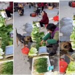 Viral Video: Seeing this dog buying vegetables, you will press your finger under your teeth