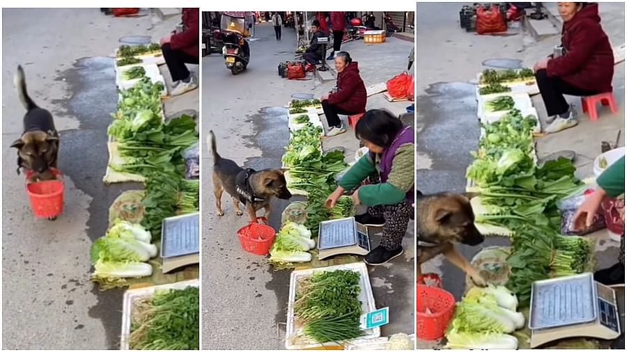 Viral Video: Seeing this dog buying vegetables, you will press your finger under your teeth