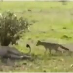 Viral Video: The courage of the fox has to be admired, the king of the jungle is surprised