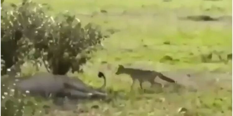 Viral Video: The courage of the fox has to be admired, the king of the jungle is surprised