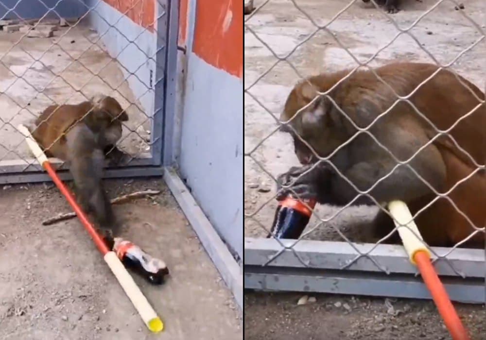 Viral Video: When even the monkey thought that 'Let's do something stormy today!'