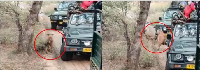 Viral Video: When the tiger made the dog its prey in front of the people, people were stunned by the sight