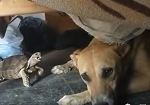 Viral Video: When the turtle teased the dog a lot!