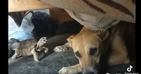 Viral Video: When the turtle teased the dog a lot!
