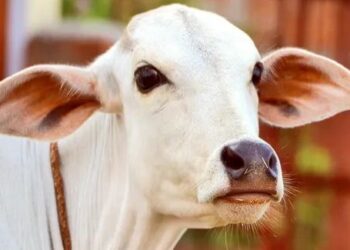 When Gaumata swallowed her own owner's gold chain of 20 grams, know how she got it back