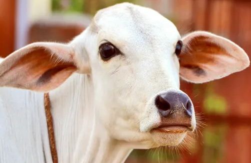 When Gaumata swallowed her own owner's gold chain of 20 grams, know how she got it back