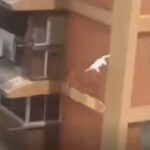 When the cat started falling down from the 10th floor of the building, the heart-wrenching video went viral on social media