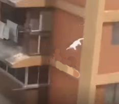 When the cat started falling down from the 10th floor of the building, the heart-wrenching video went viral on social media