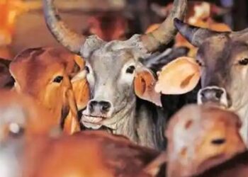 Cows and buffaloes are filled in the classrooms of government schools, know what is the reason