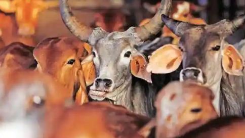 Cows and buffaloes are filled in the classrooms of government schools, know what is the reason