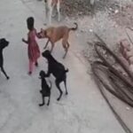 Innocent girl playing on the road was nudged by a herd of dogs, you will get goosebumps after watching the video