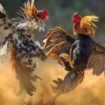 Tamil Nadu: Permission given for the fighting of chickens on the festival of Pongal, this condition will have to be followed