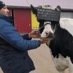 This farmer adopted such a method that the production of 5 liters of milk increased in a single day