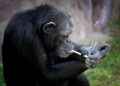 This female chimpanzee smokes 40 cigarettes a day, people come from far and wide to see