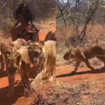 This girl is a real lioness, see how she is walking among a herd of lions without fear