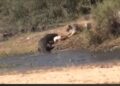 This video of lioness and crocodile fight is going viral on social media, know who won
