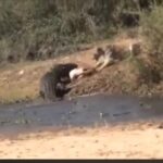 This video of lioness and crocodile fight is going viral on social media, know who won