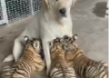 Viral Video: A bitch is feeding her milk to the children of the tiger, the people of the internet were stunned by the sight