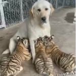 Viral Video: A bitch is feeding her milk to the children of the tiger, the people of the internet were stunned by the sight