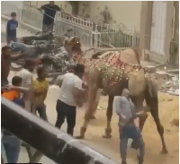 Viral Video: Do ​​as you do, the camel taught this man a good lesson