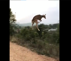 Viral Video: Have you seen 'Udta Deer'?  take a look now