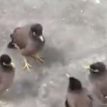 When the birds called an emergency meeting, the video went viral on social media