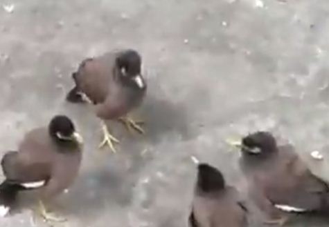 When the birds called an emergency meeting, the video went viral on social media