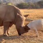 When the goat got crowded with the giant rhinoceros, you will be surprised to see what happened
